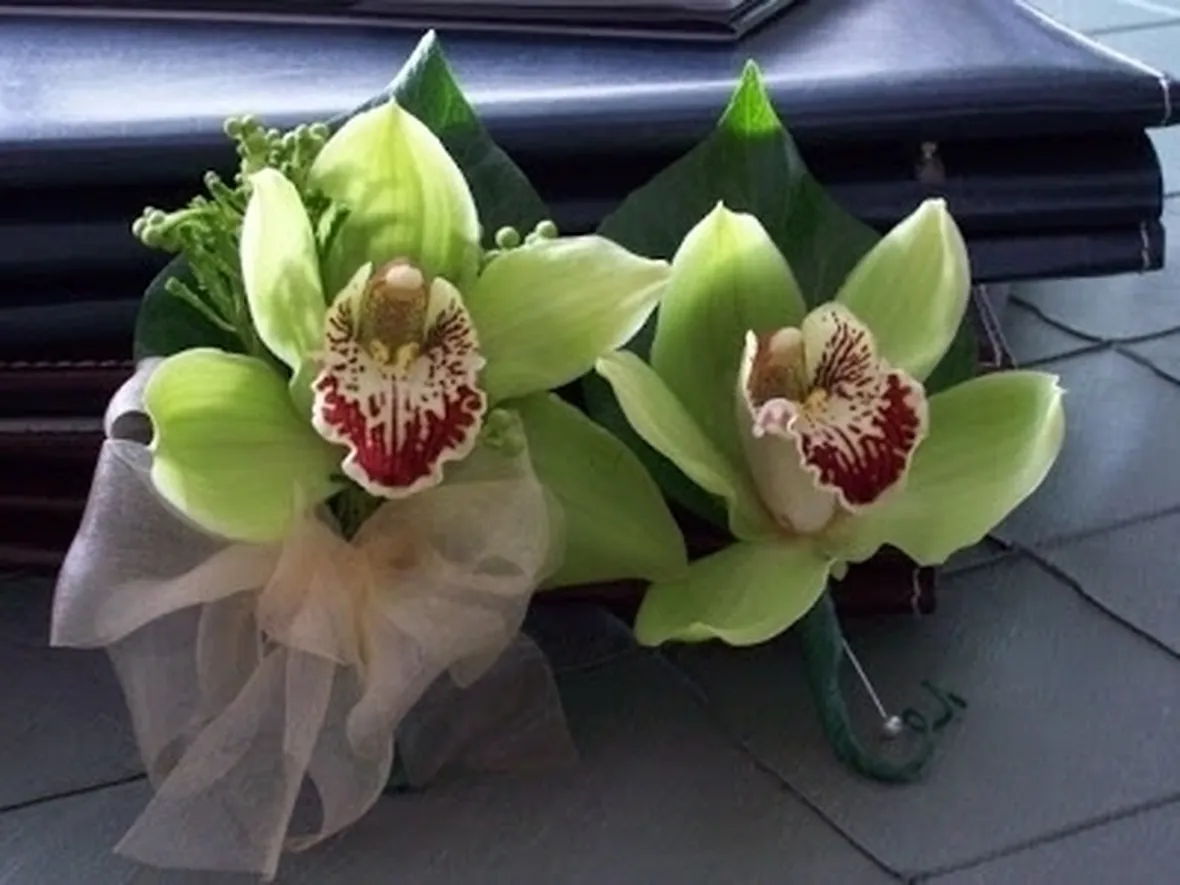 orchidea cymbidium-7