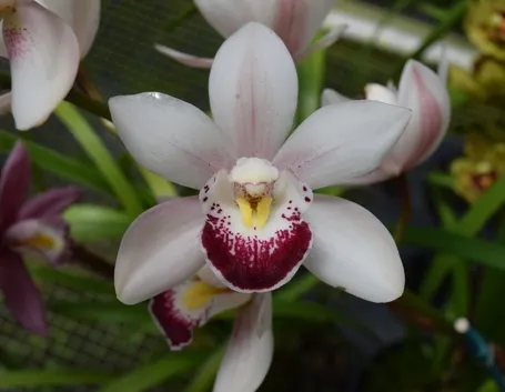 orchidea cymbidium