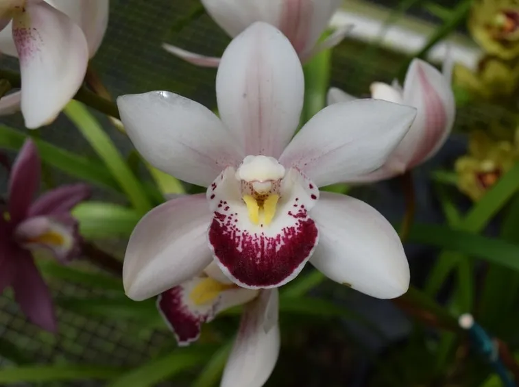 orchidea cymbidium
