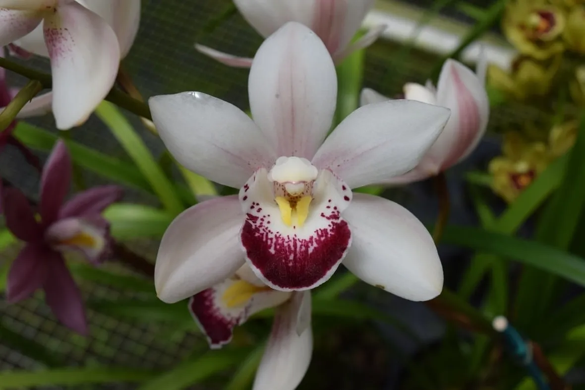 orchidea cymbidium