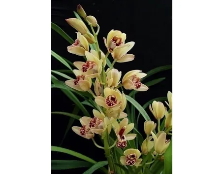 orchidea cymbidium-9