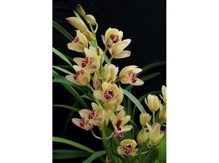 orchidea cymbidium-9
