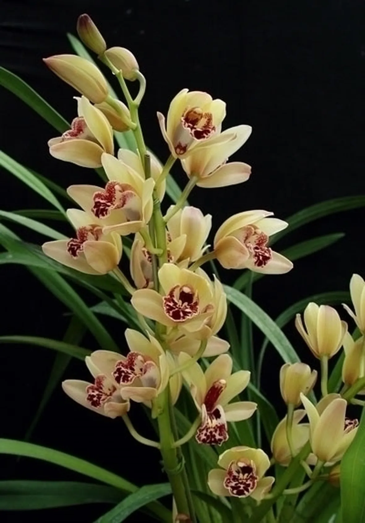 orchidea cymbidium-9