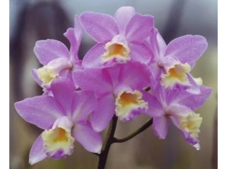 orchidea cymbidium