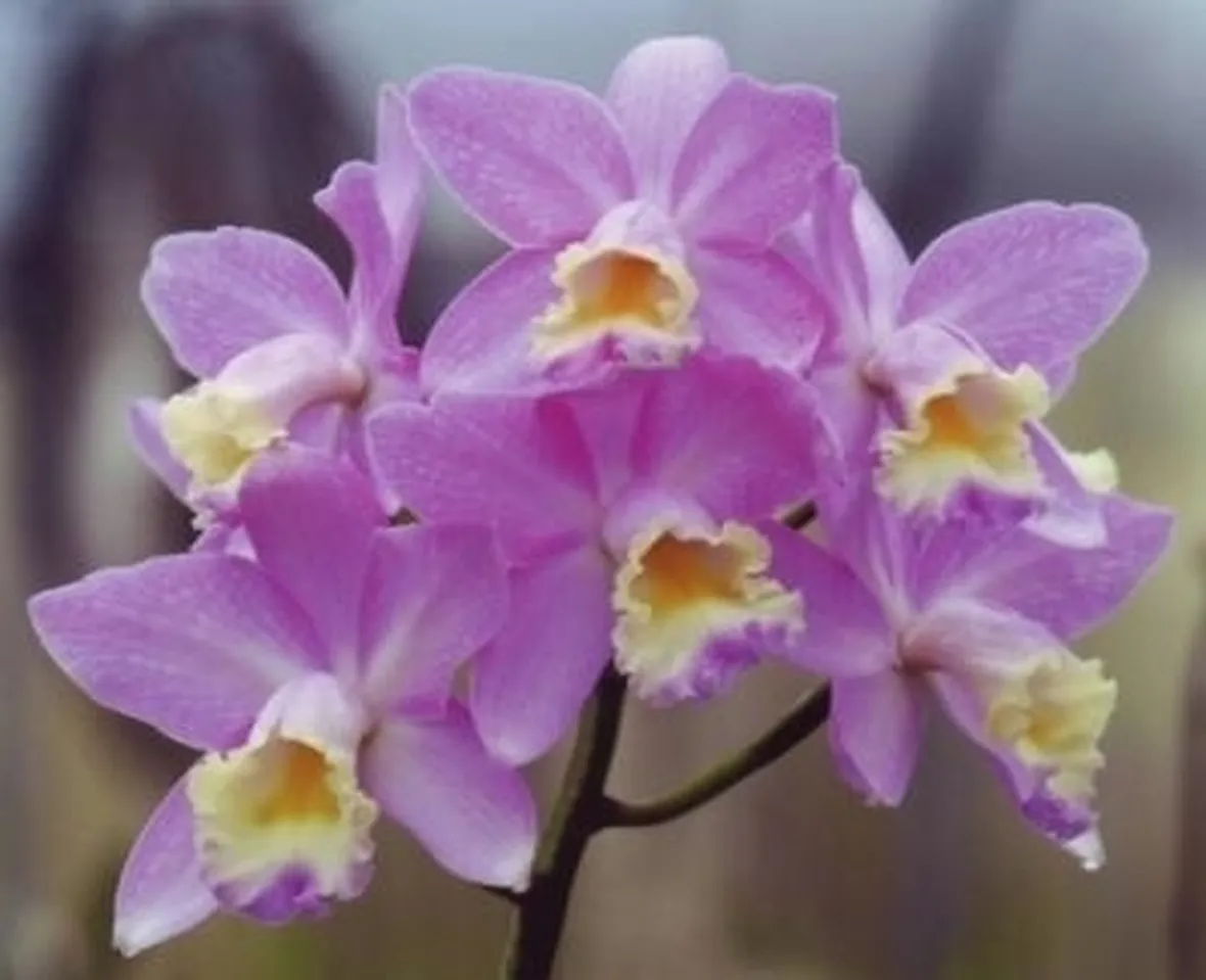 orchidea cymbidium