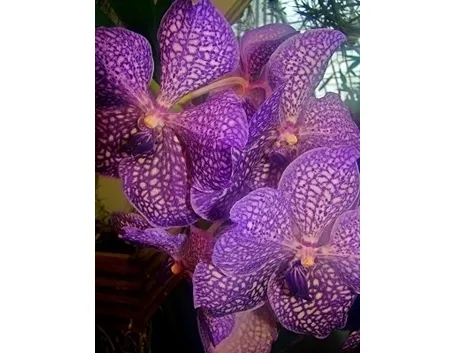 orchidea vanda-2