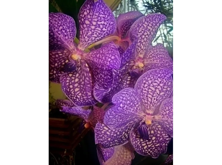 orchidea vanda-2