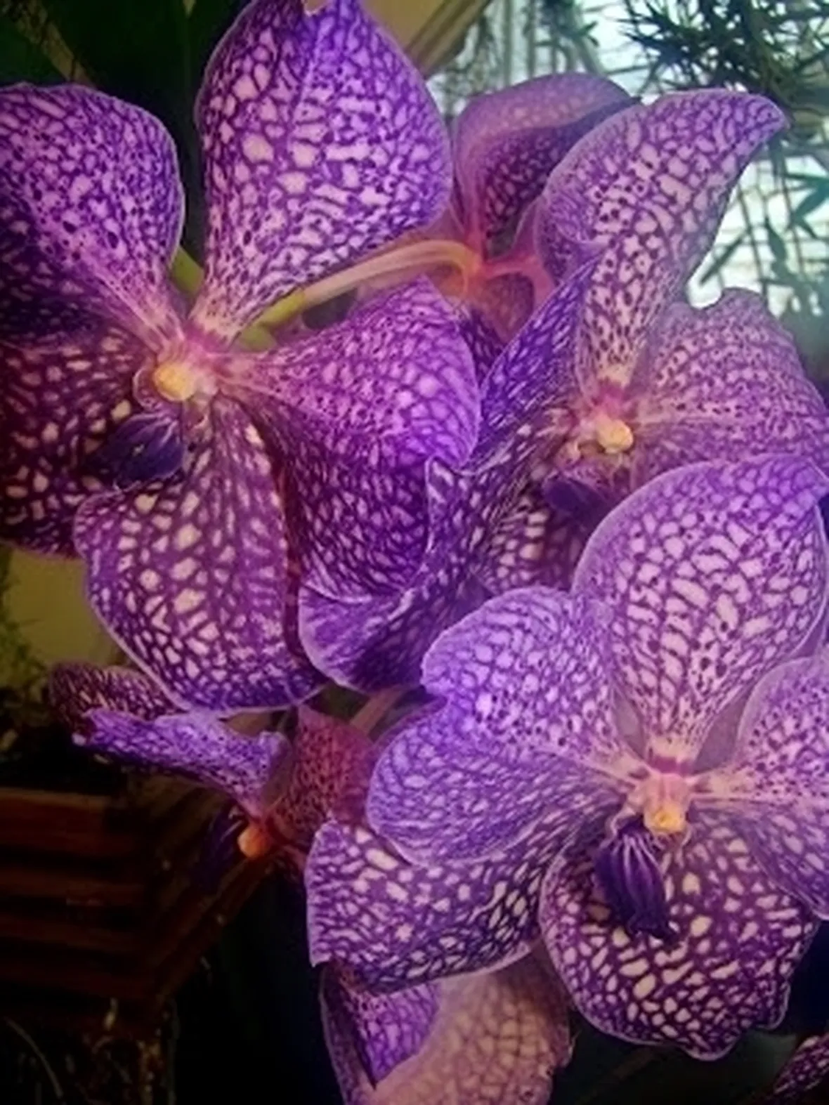 orchidea vanda-2
