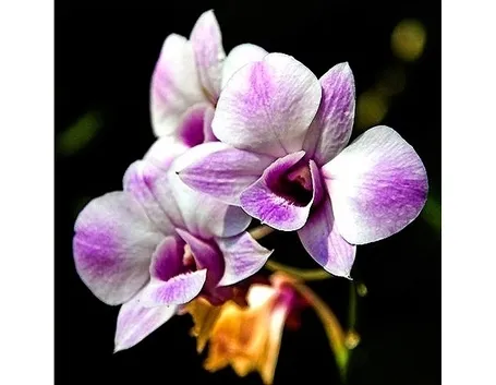 orchidea vanda-3
