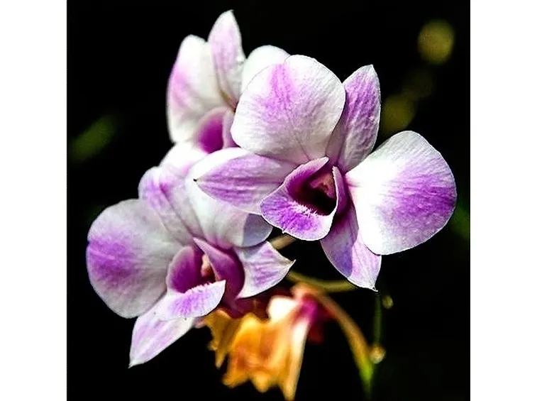 orchidea vanda-3