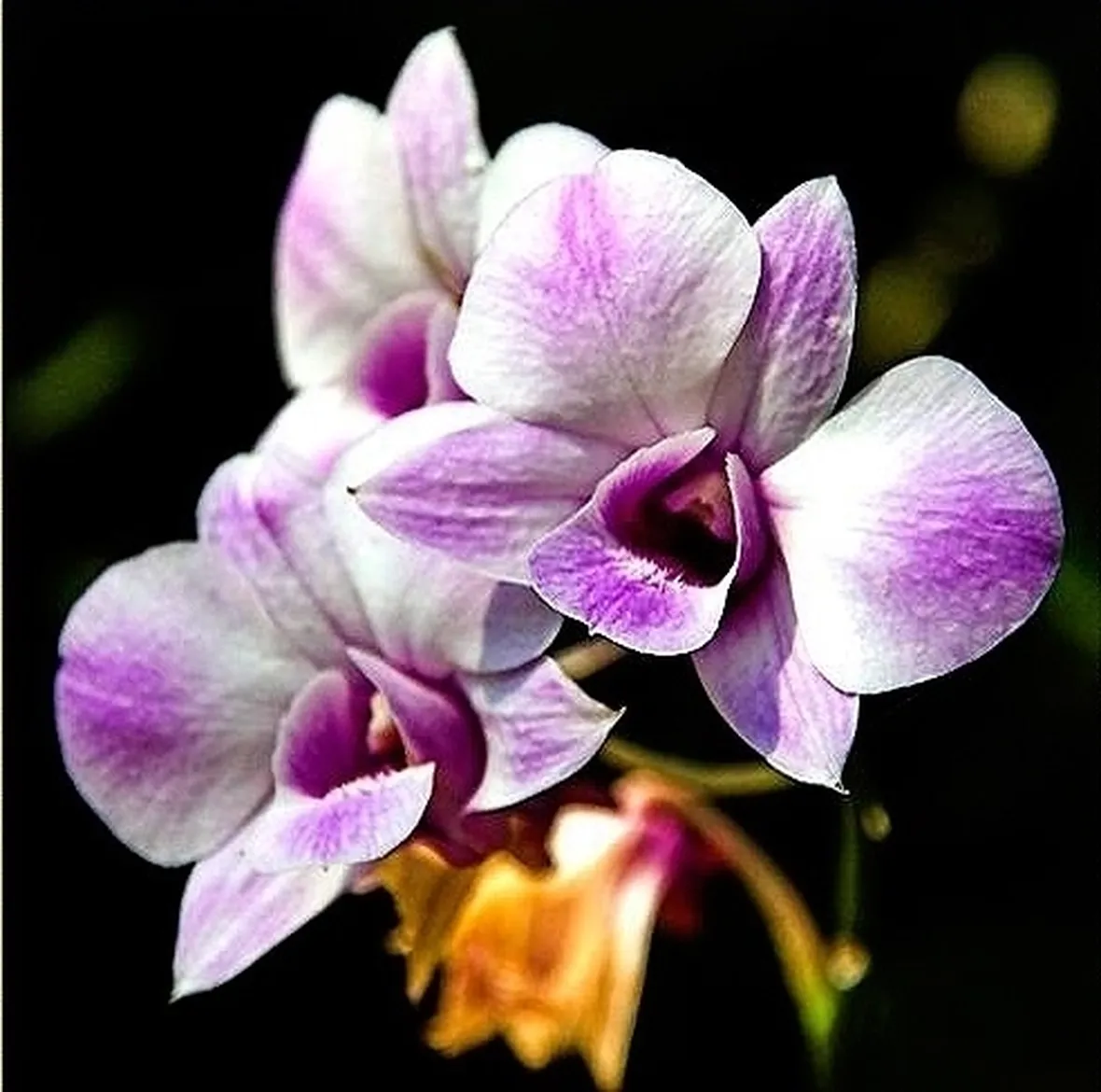 orchidea vanda-3