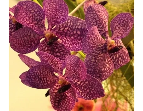 orchidea vanda-4