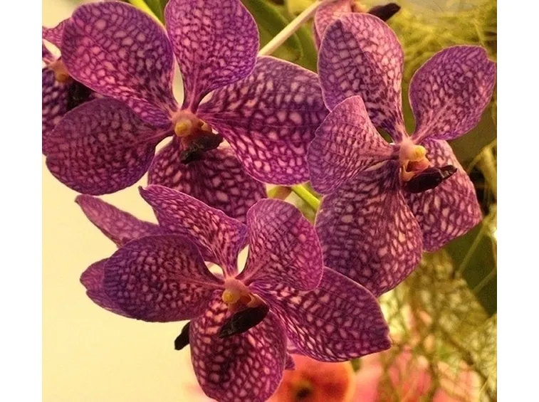 orchidea vanda-4