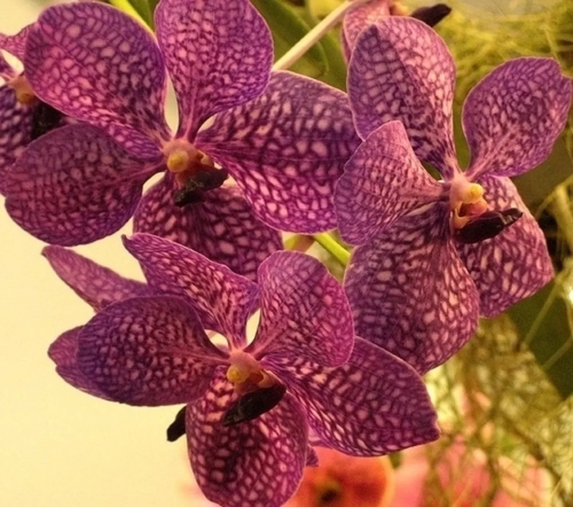 orchidea vanda-4