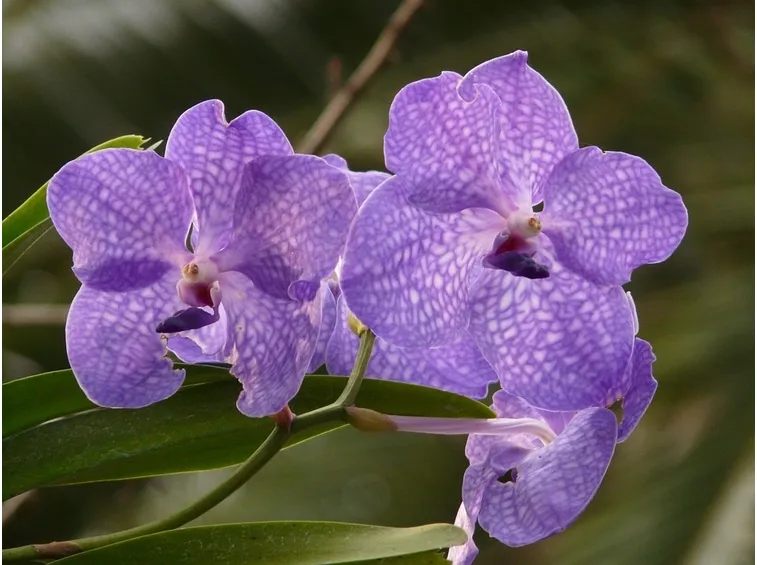 Orchidea vanda