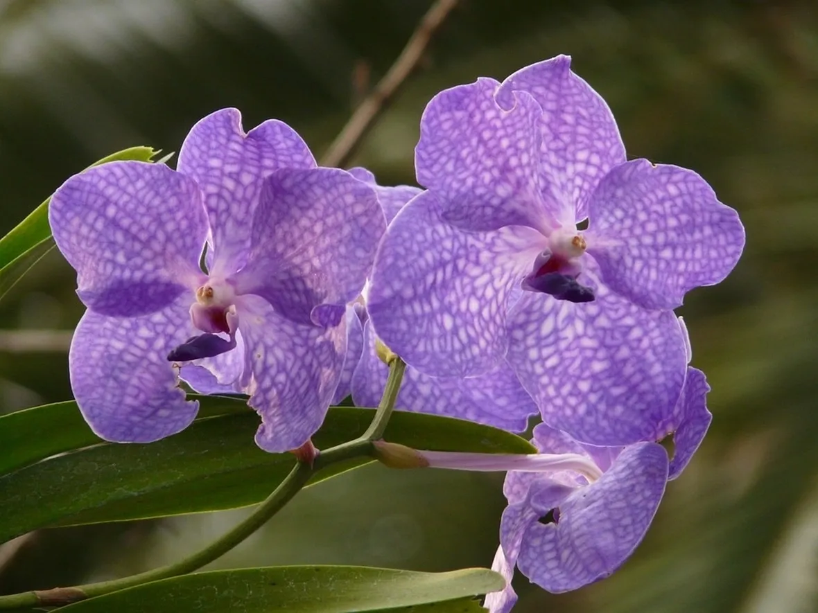 Orchidea vanda