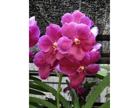 orchidea vanda-6
