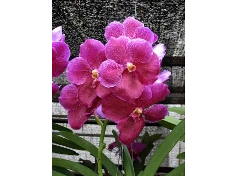 orchidea vanda-6