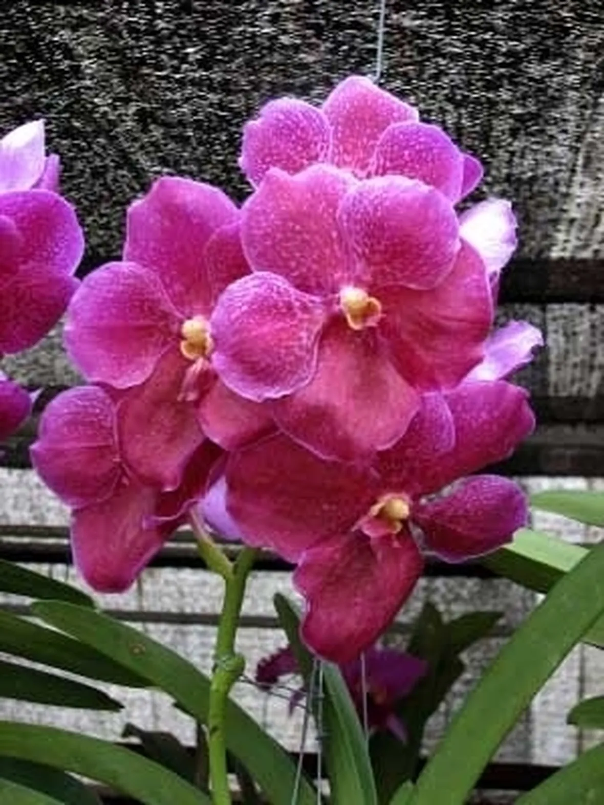 orchidea vanda-6