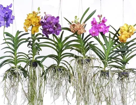 orchidea vanda