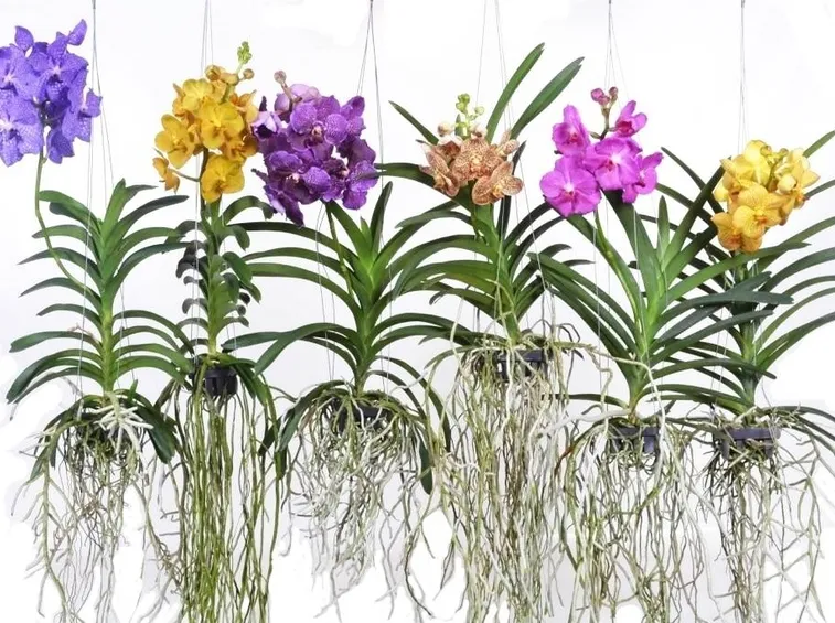 orchidea vanda