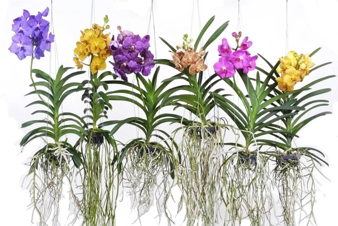 orchidea vanda