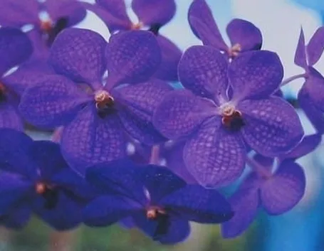 orchidea vanda-8