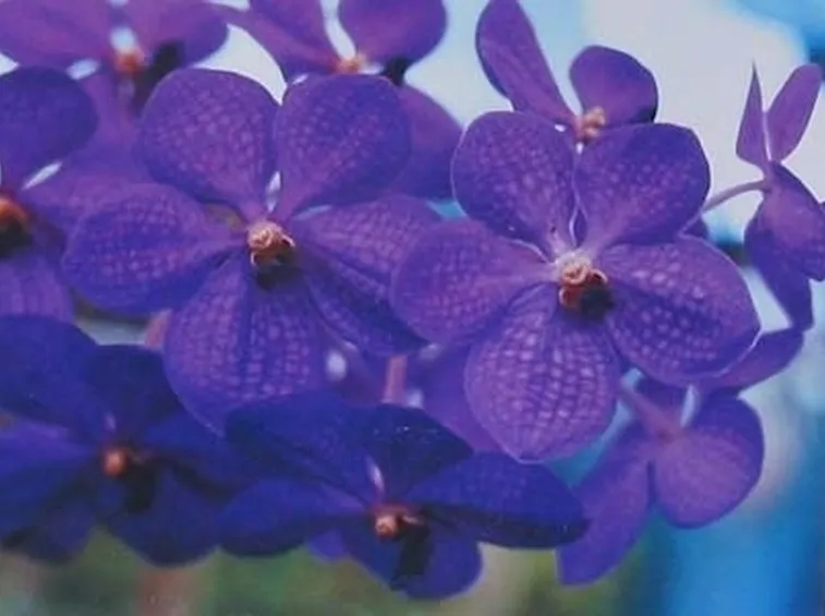 orchidea vanda-8