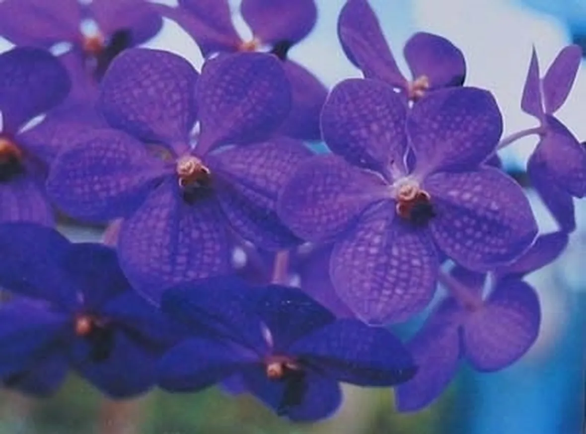 orchidea vanda-8