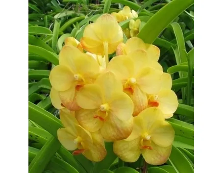 orchidea vanda-9