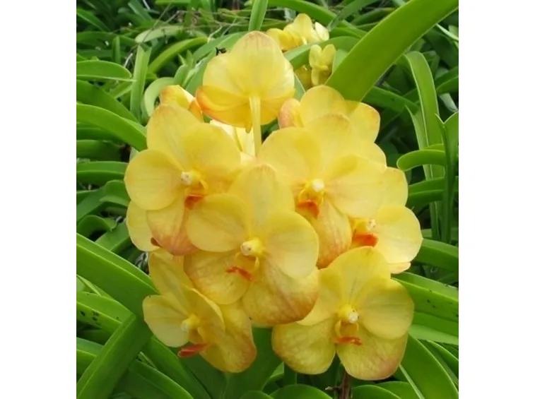 orchidea vanda-9