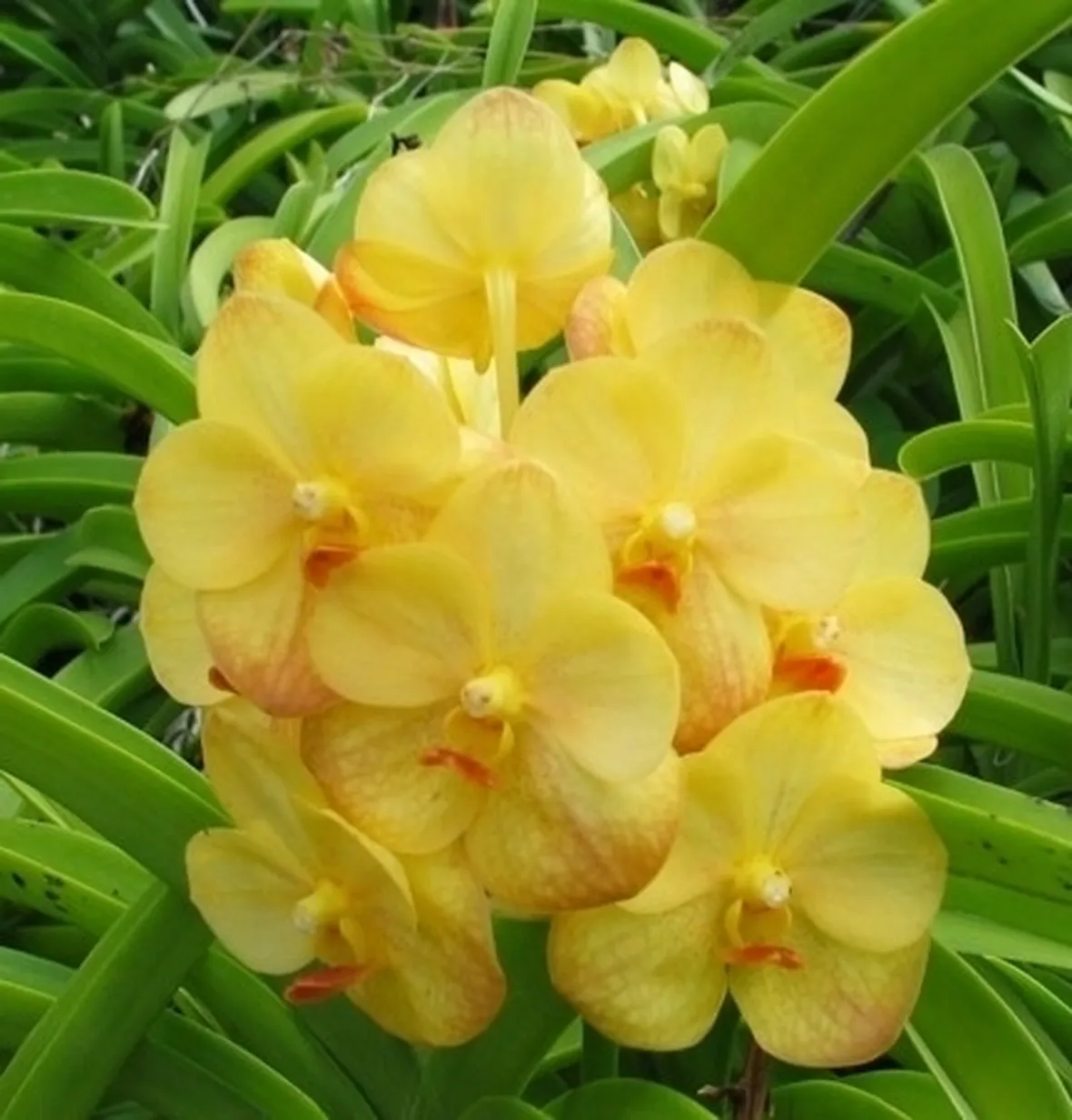 orchidea vanda-9