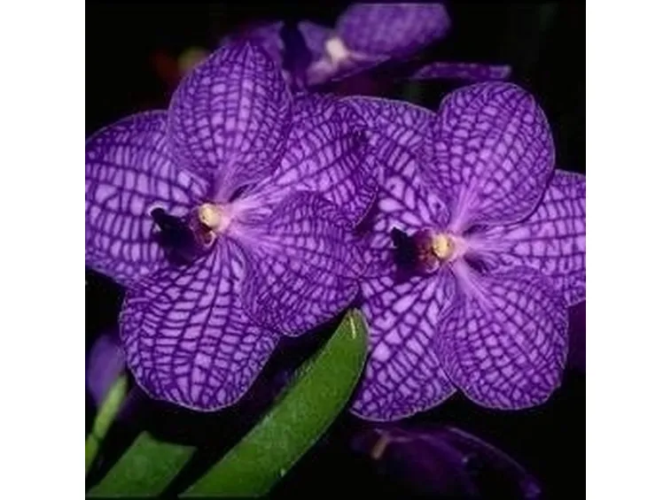 orchidea vanda
