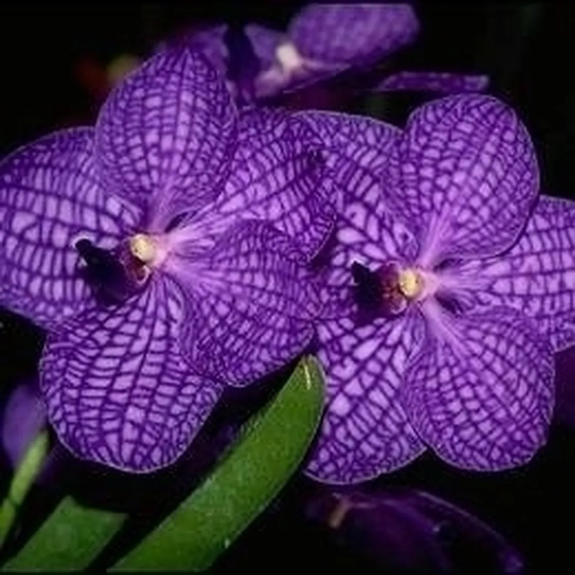 orchidea vanda