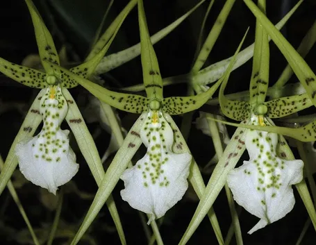 orchidee brassia
