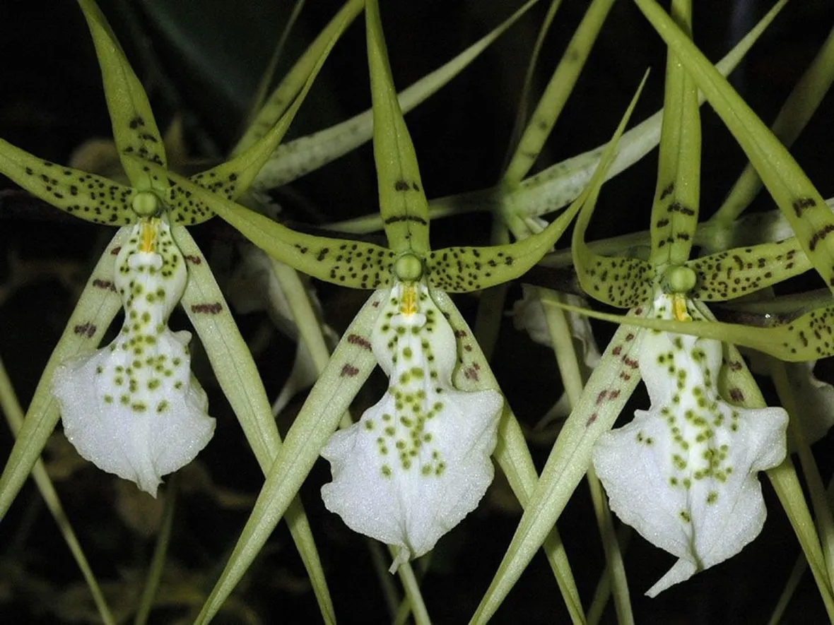 orchidee brassia