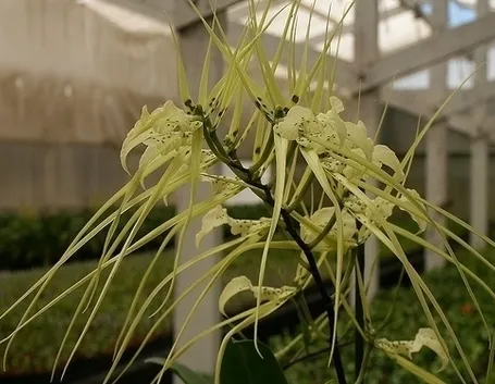 orchidee brassia-2