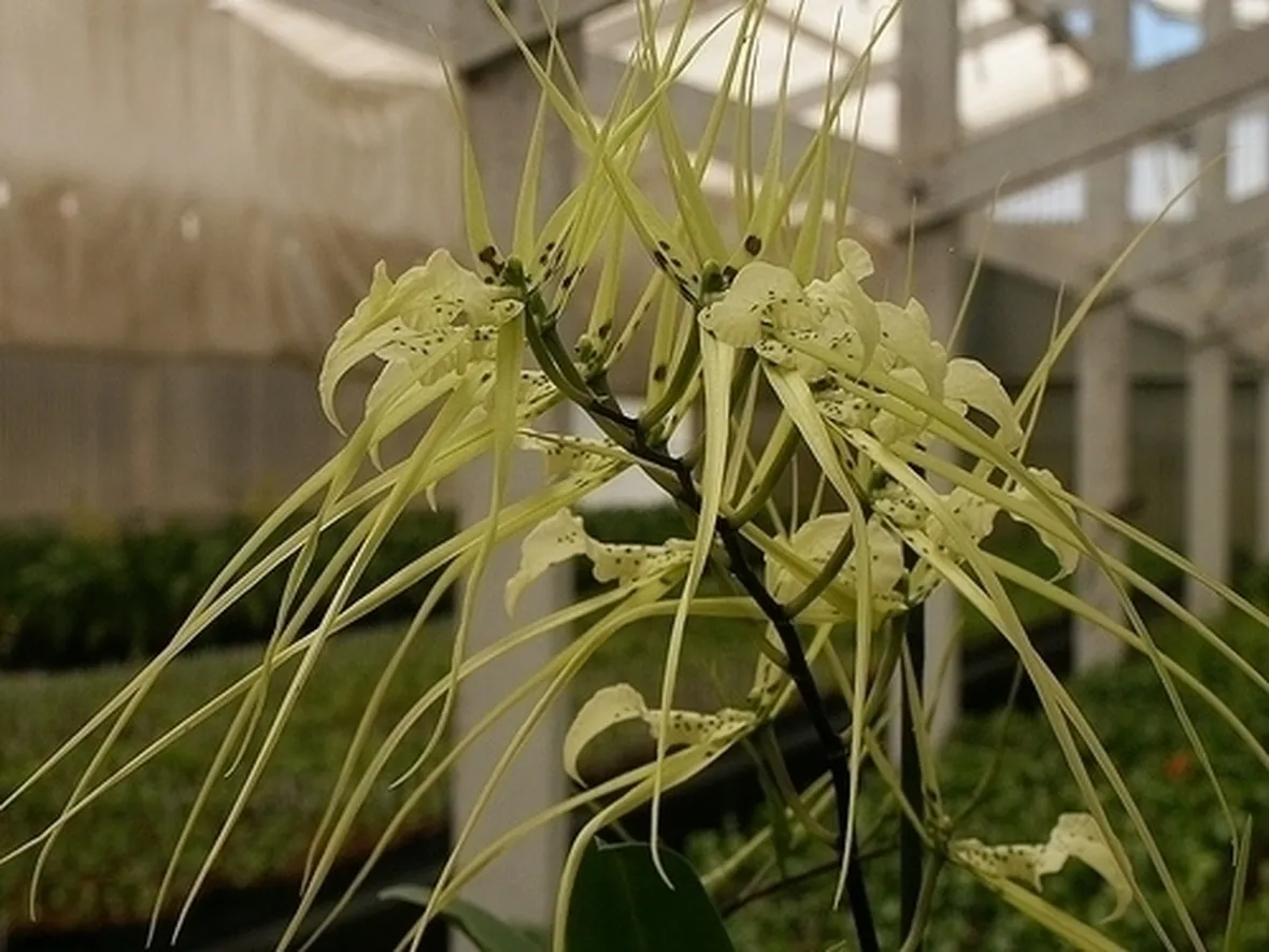 orchidee brassia-2