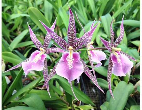 Orchidee brassia