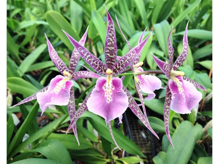 Orchidee brassia