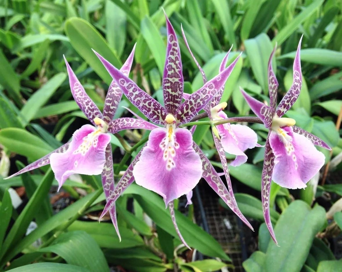 Orchidee brassia
