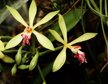 orchidee brassia