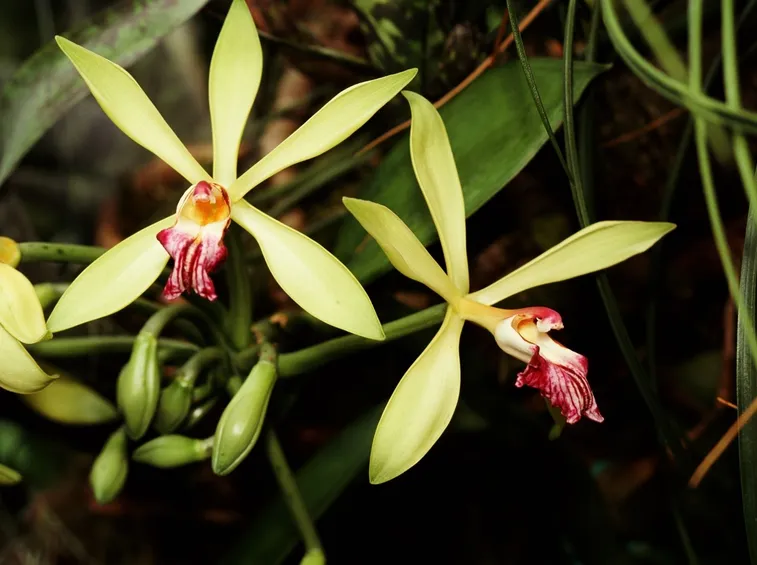orchidee brassia