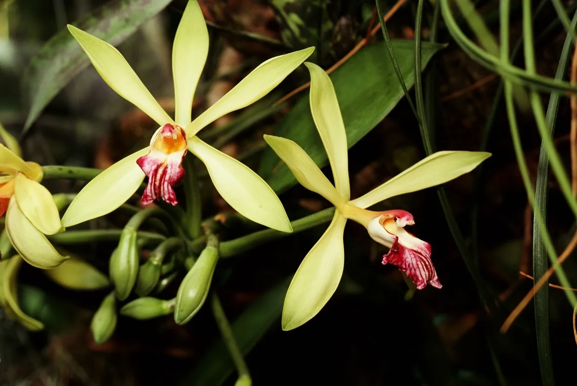 orchidee brassia