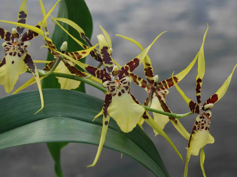 orchidee brassia