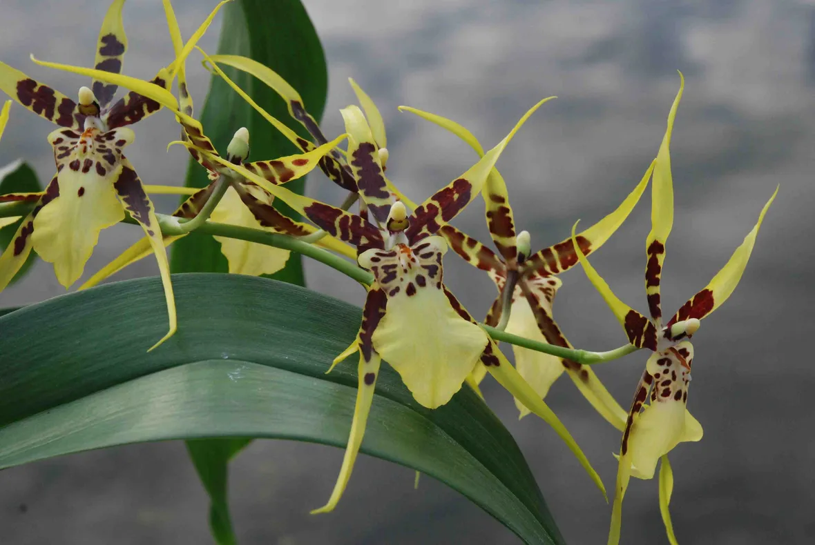 orchidee brassia