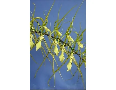 orchidee brassia-6