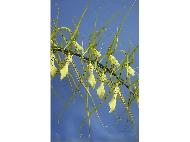 orchidee brassia-6