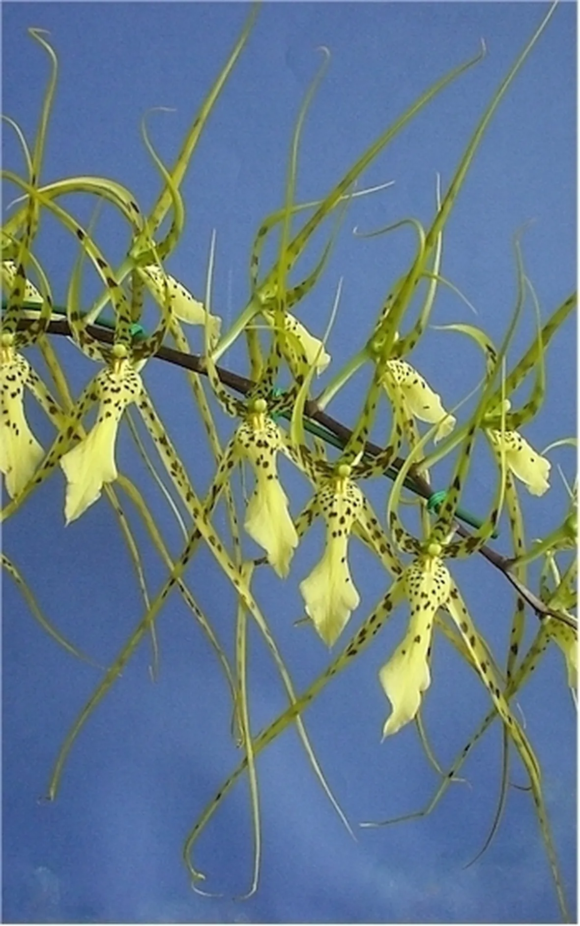 orchidee brassia-6