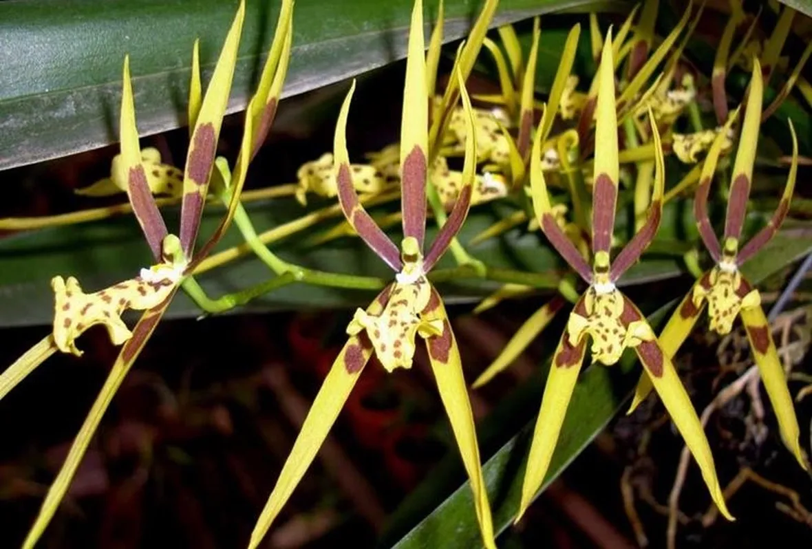 orchidee brassia-7